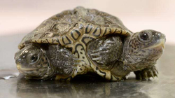 Zbulohet breshka me dy koka