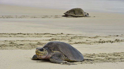Mbi 300 breshka të ngordhura dalin në breg në Meksikë