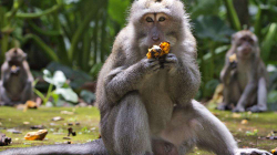 Pa turistë, majmunët e uritur të Balit mësyjnë shtëpitë