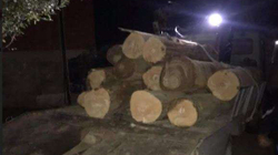 Arrestohen tre persona në Kaçanik për vjedhje të drunjve