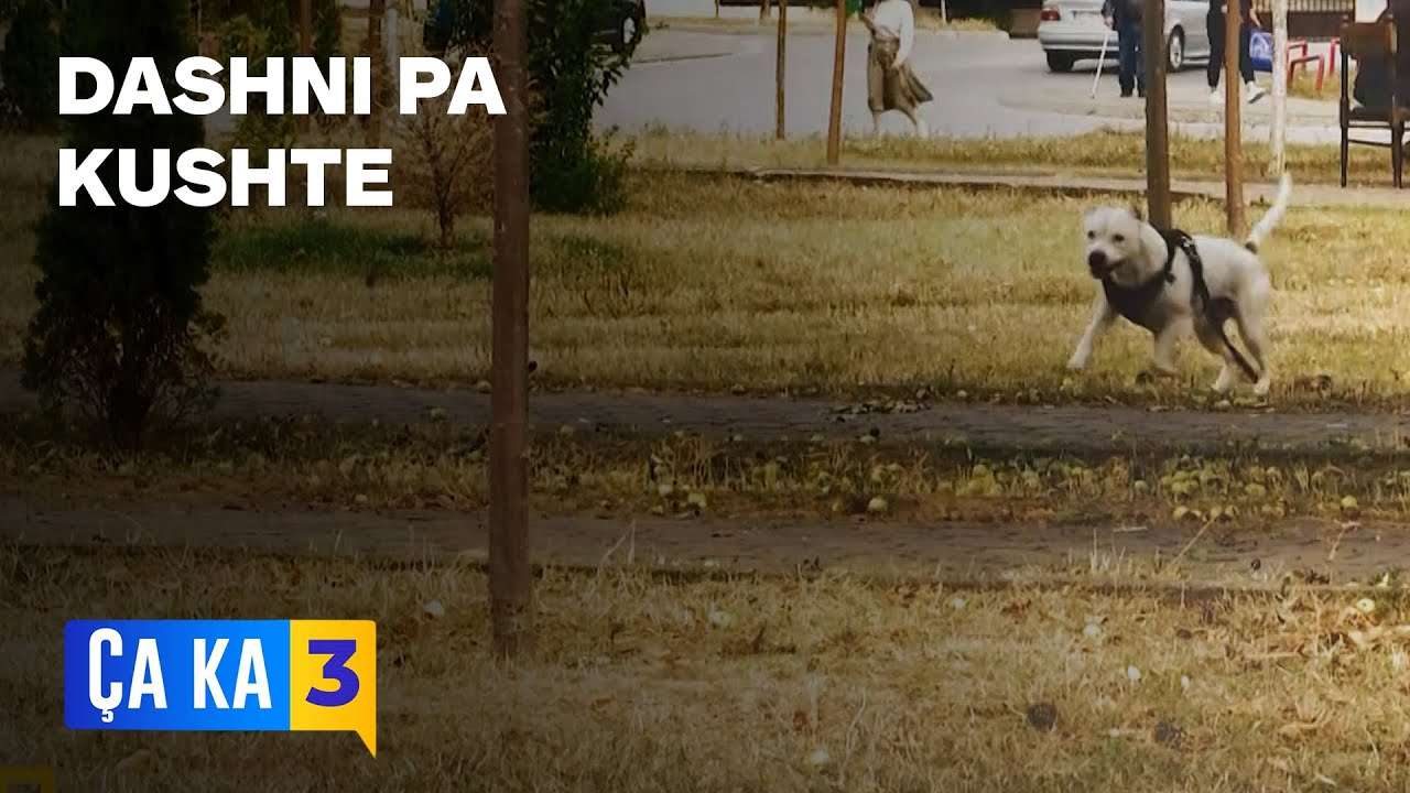Dashuria pa kushte e të rinjve për kafshët e tyre