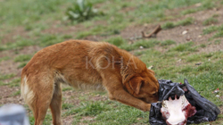 Shpallet i kundërligjshëm vendimi i Komunës së Prishtinës për parcelën për qentë endacakë
