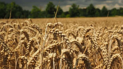 Vazhdohet marrëveshja për grurin mes Ukrainës e Rusisë