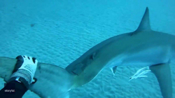 Zhytësi adoleshent në Florida prek me dorë një peshkaqen