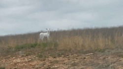 Në SHBA haset dreri i rrallë, albino