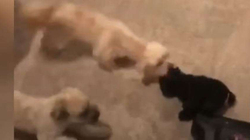 Qentë bëjnë “luftë” me fshesën elektrike për ta shpëtuar lodrën