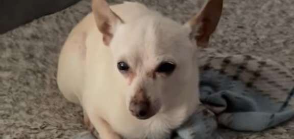 Chihuahua 21 vjeç konfirmohet si qeni më i vjetër në botë