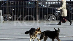 Veterineri i njohur amerikan: Numri i qenve të rrugës në Kosovë është me të vërtetë minimal