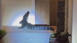 Një krokodil në Florida po gërvishte derën e një shtëpie duke tentuar të hynte brenda