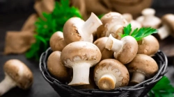 Pse duhet të shtohen kërpudhat në dietën ditore?