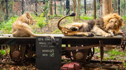 Kopshti zoologjik më i vjetër në botë feston 194-vjetorin