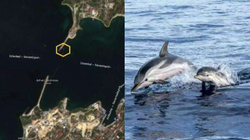 Rusia e përgatitur edhe nga deti, vendos delfinët e trajnuar në Detin e Zi