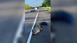 Aligatori bllokon për më shumë se një orë trafikun në SHBA