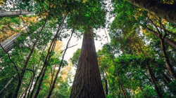 Vizitorët e pemës më të lartë në botë do të përballen me gjoba prej 5.000 dollarësh