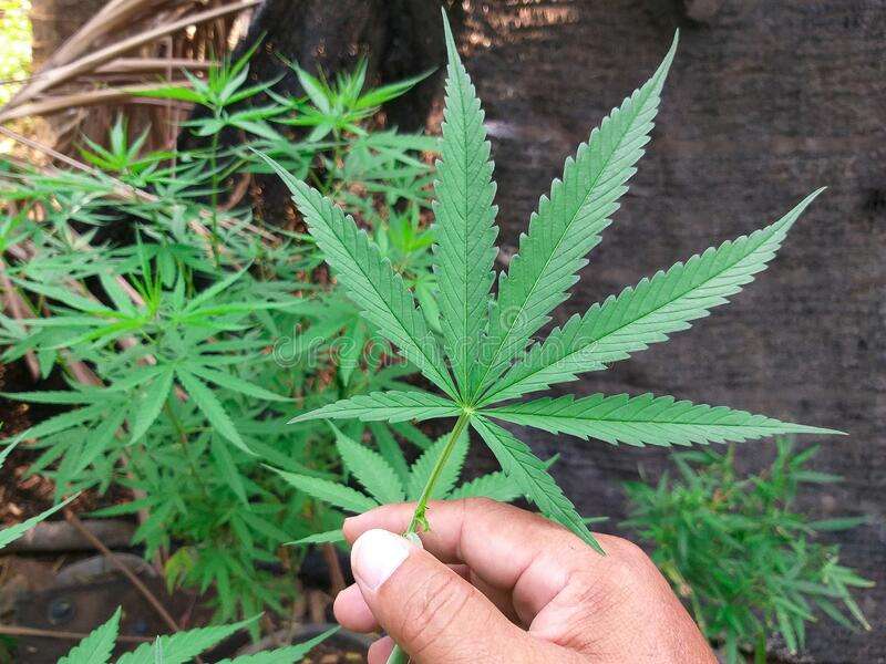 Gjenden bimë Kanabis Sativa në Vushtrri, dyshohet se u zhvilluan pa përkujdesjen e askujt