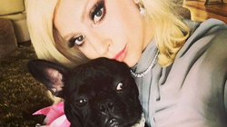 Arrestohet sërish i dyshuari për grabitjen e qenve të Lady Gagas pasi ishte liruar gabimisht