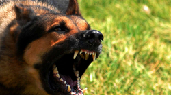 Policia angleze vret qenin që kafshoi dy persona në Manchester