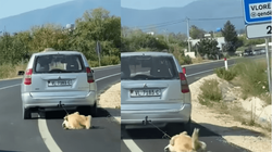 Shoferi lidh qenin pas veture dhe e tërheq zvarrë në Vlorë