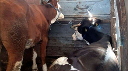 Policia kap në Kamenicë gjashtë dele, dy lopë dhe një viç të kontrabanduara