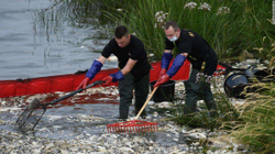 Polonia nxjerr 100 tonë peshq të ngordhur nga lumi Oder