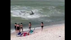Peshkaqeni kokë-çekiç kapet në bregun e Alabamas
