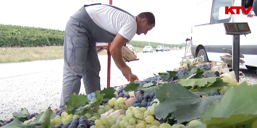 Rrush vendor bio në plantacionin e Berat Jupës