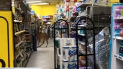 SHBA, filmohet momenti kur dreri futet në dyqan