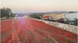 Mbi 150 mijë domate bien nga një kamion në një autostradë në SHBA, aksidentohen 7 vetura