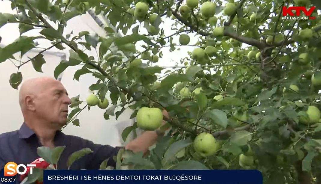 Tahiri: 60-70 për qind e pemëve janë dëmtuar nga breshri i së hënës