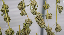 Marihuana nuk i lehtëson dhimbjet, thotë studimi i fundit