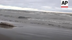 Rreth 1700 foka gjenden të ngordhura në bregdetin rus