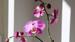 ​ Pesë këshilla kryesore për t'i ndihmuar orkidetë t’i mbijetojnë dimrit