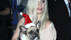 Grabitësi i qenve të Lady Gagas dënohet me 21 vjet burgim