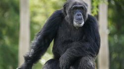 Suedia vret tre shimpanze pasi u arratisën nga një kopsht zoologjik