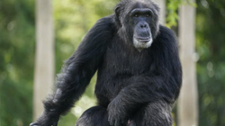 Suedia vret tre shimpanze pasi u arratisën nga një kopsht zoologjik