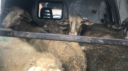 Kapen në Viti 15 dele që dyshohet se janë kontrabanduar nga Maqedonia e Veriut