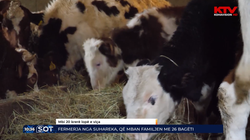 Fermerja nga Suhareka që mban familjen me 26 bagëti