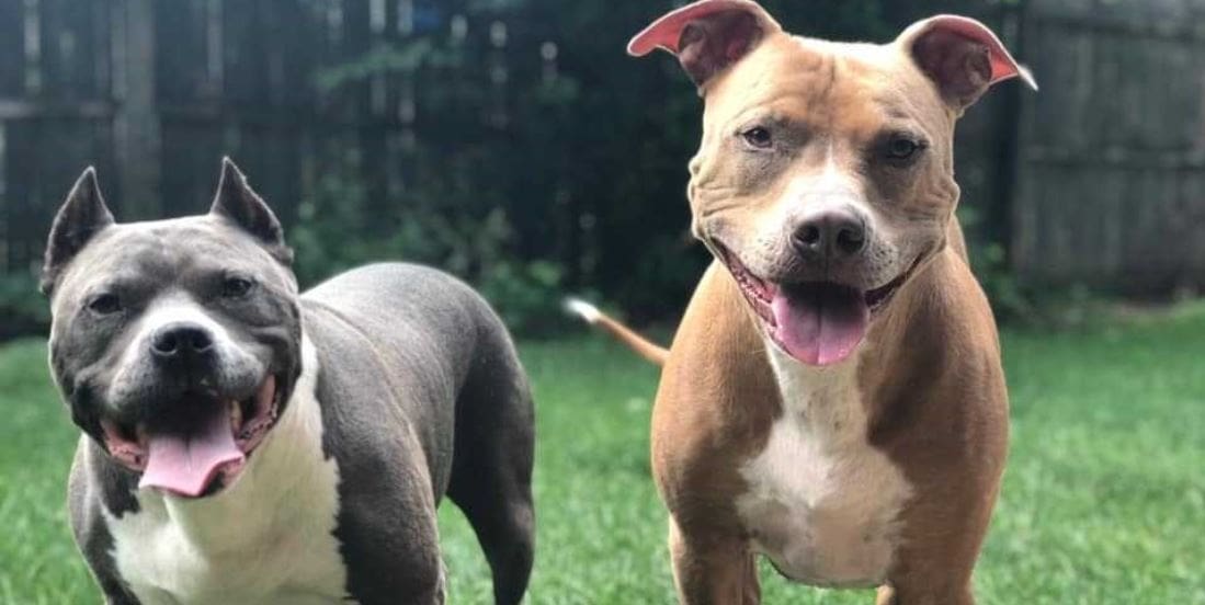 Lëndohen 18 nxënës nga sulmi i dy pitbullëve në një shkollë në SHBA