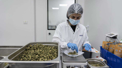 Izraeli sheh fitime nga legalizimi i kanabisit