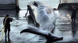 Islanda do t'i japë fund gjuetisë së balenave nga viti 2024