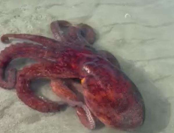 Octopus Rarest Color The rare octopus is filmed in the USA - KOHA.net