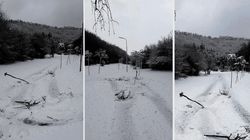 Hyn me veturë në parkun e Gërmisë dhe i prish fidanët