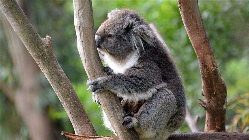 Koalat në Australinë lindore futen në listën e specieve të rrezikuara
