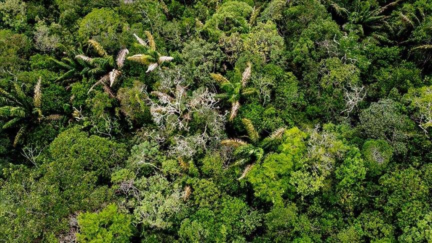 Shpyllëzimi në Amazonën braziliane në janar arrin përmasa 7 herë më të mëdha se Manhattani
