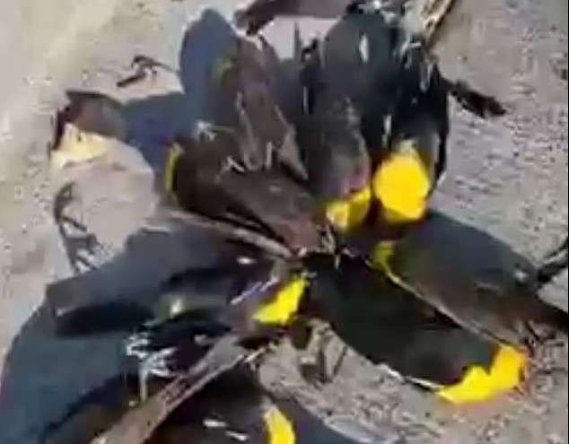 Momenti kur qindra zogj ngordhin në Meksikë pasi përplasen përtokë