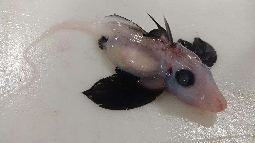Shkencëtarët zbulojnë peshkaqenin e rrallë fantazmë në Zelandë të Re