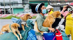 Çiftit vietnamez që ia vranë 12 qentë për shkak të COVID-19, merr 15 të tjerë