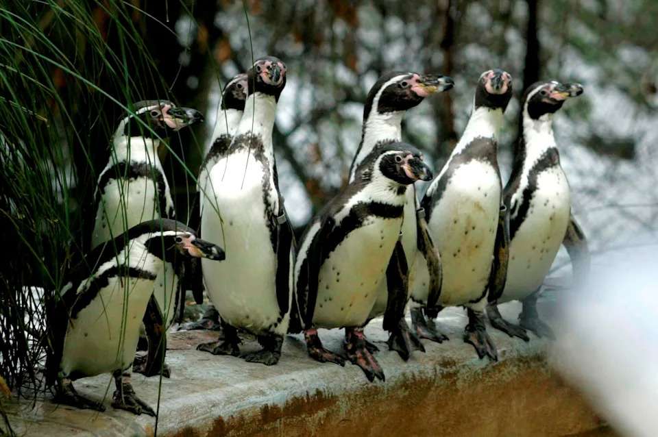 50 pinguinë ngordhin në një kopsht zoologjik në Britani