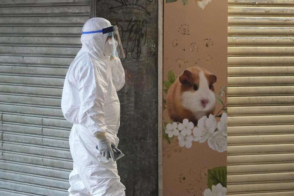 Hong Kongu do t’i vrasë 2.000 kafshë pasi disa brejtës u prekën me COVID-19