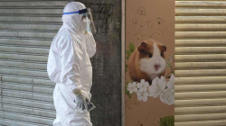 Hong Kongu do t’i vrasë 2.000 kafshë pasi disa brejtës u prekën me COVID-19